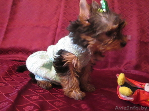 мини девочка йоркширского терьера #879741