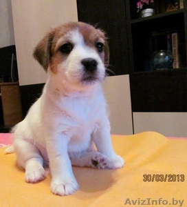 Джек рассел терьера породистые щенки #866564