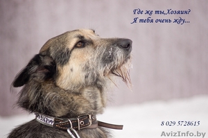 Идеальная собака в дар! #875800