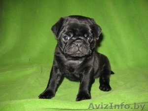 Породистые щенки мопса #887322