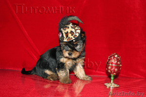 Щенки йоркширского терьера. #888394