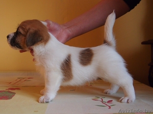 Высокопородные щенки джек рассел терьера от родителей чемпионов #877001