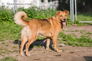 Лиза,  4-5 лет, среднего роста (примерно 45 см в холке) сука,  стерилизована,  приви #875647