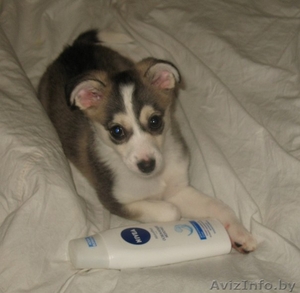 Мини лайка в дар! #880400