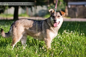 Муха, среднего роста (45-50 см) сука (стерилизована),  молодая. #875646