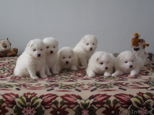 самоед,  щенки самоеда #873678