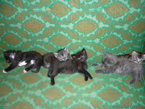 отдам,  подарю... #885587