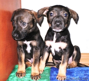 Очаровательные щенки. В дар. #861222