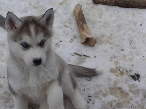 сибирский хаски - чудесные щенки #873677
