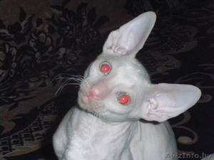 срочно продам котят породы корниш-рекс #886857