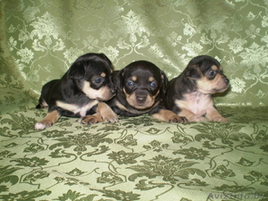 продаются щенки той-терьера  #876070