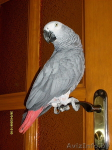 Продается алохвостый Жако.  #880613