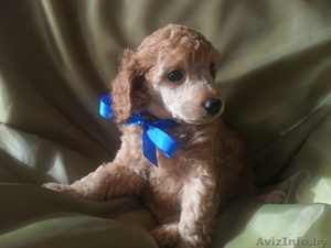 пуделя малого щенки #863051