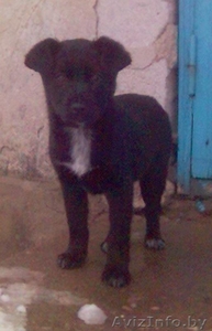 Щенки в дар #884888