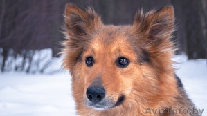 Замечательная собака Жульет в дар! #871324