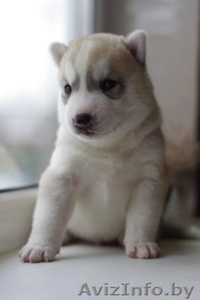 Сибирские хаски #875193