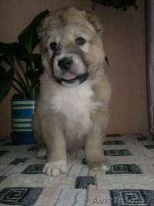 щенки среднеазиатской овчарки (алабая) #872589