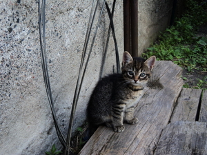 Отдам в хорошие руки 2-х месячных кошечек #906399