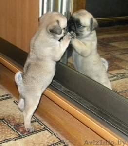 Мопса щенки бежевого и черного окраса #904599