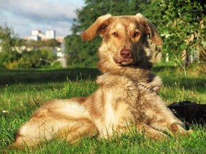 Дюк ждёт хозяев! настоящий охотничий пёс! #904573