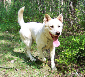 Лари - ждёт новых хозяев  #898169