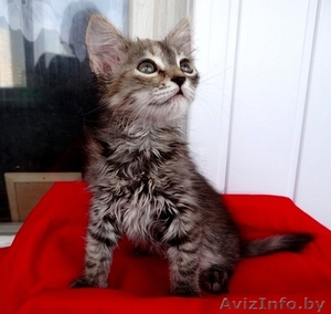 Котенок Пуся -пушистое счастье для Вас! #896020