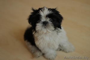 Обаяшки Щенки ши-тцу #894384