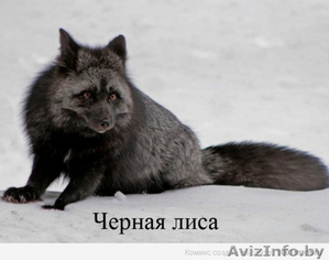 Прода лисят!80333360004 #906816