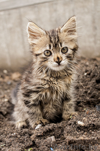 Маленький котенок в добрые руки #903918