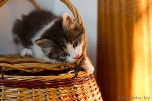 Пушистая кошечка  Айс Крим 1, 5 мес в дар! #903332