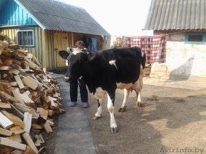 Продается молочная корова!!! #894447