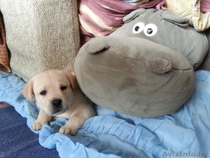 Продам Щенков лабрадора палевого цвета #894053