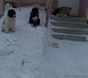 Щенки кавказской овчарки! #895506