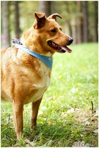 Ханка - рыжая красавица ищет семью #895268