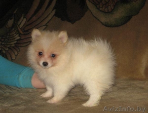 Питомник предлагает #894432