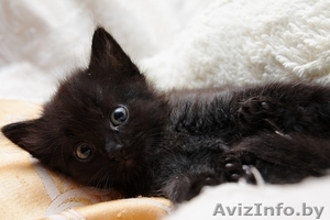 Пушистый чёрно-шоколадный дымчатый котёнок 1 мес в дар! #904534