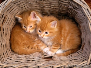 Котята рыжики 1,  5 мес– огненные детки в дар! #907988