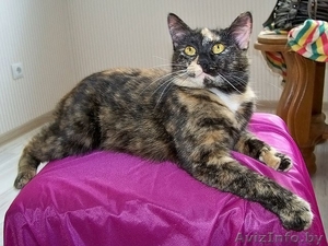 Люся - кошечка поросток цвета специй #898171