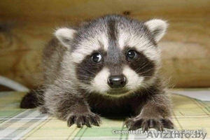 Крошка Енот!80333360004 #906815