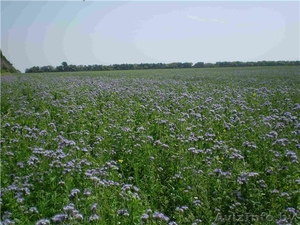 Семена фацелии травы-медоноса #638291