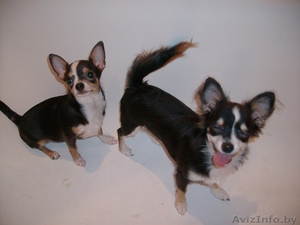 Чихуа-хуа щенки девочки-красавицы! #857806