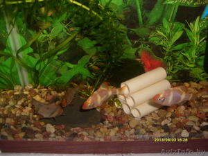 Аквариумные рыбки Барбусы #901516