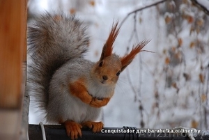 Продам белочек 80333360004 #906814