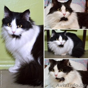 Сибирская породистая кошка в дар. #895930