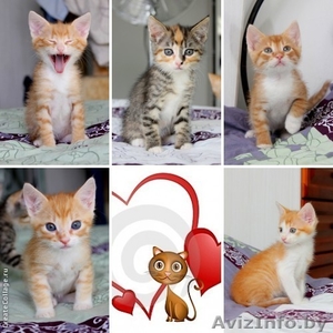 Котята рыжики и тигруша 1, 5 мес в дар! #903972