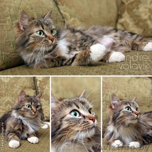 Пушистая  лесная красавица 8 мес. в дар! #907987