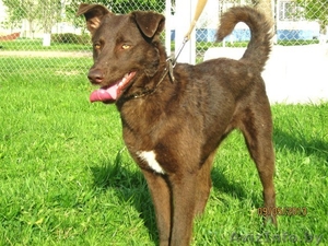 Чока Пай- юная шоколадная собака в дар! #903897