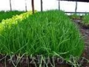 Продам Зеленый Лук ОПТОМ #906350