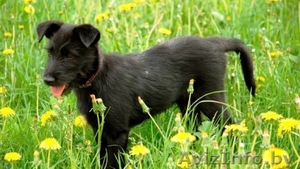 Щенок Гера в дар ,  в добрые руки! #903034