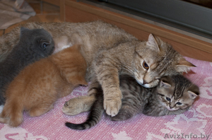 Очаровательные британские котята (недорого)!!!! #894197